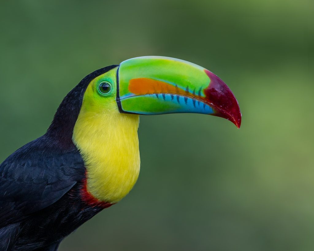 Tipos De Aves De Costa Rica